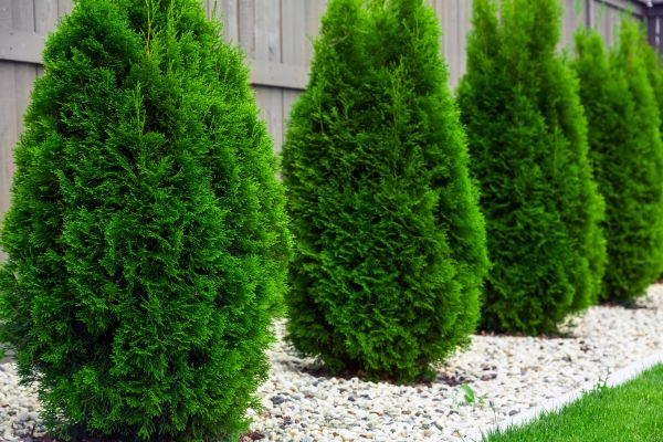 Arborvitae Planting in Cheyenne