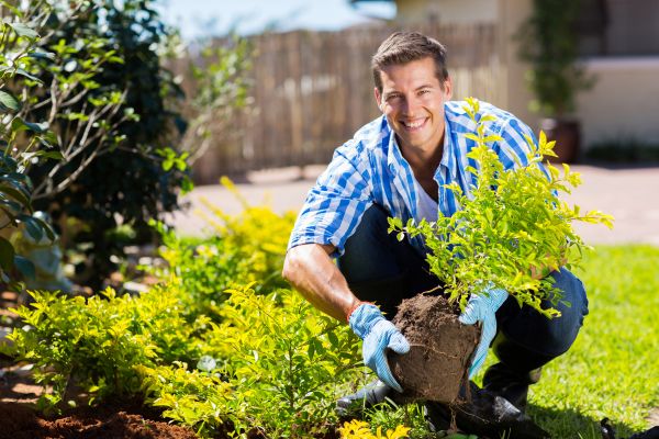 Bush Planting Service in Cheyenne