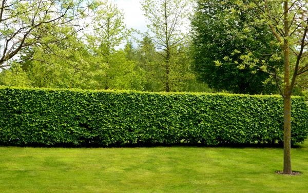 Hedge Planting in Cheyenne