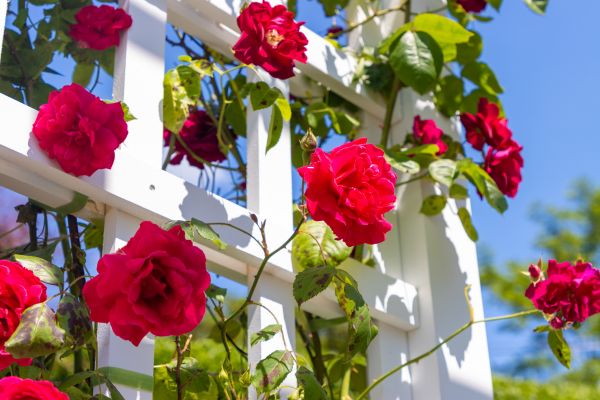 Home Gardening Service in Cheyenne