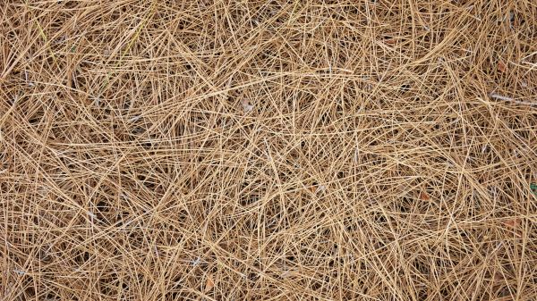Pine Needles Delivery in Cheyenne