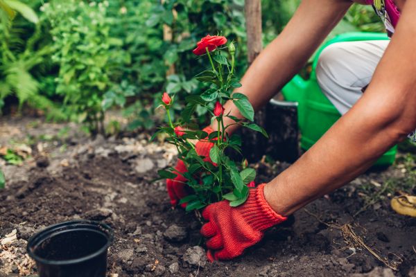Planting Service in Cheyenne