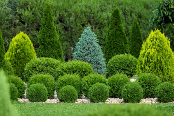 Shrub Replacement in Cheyenne