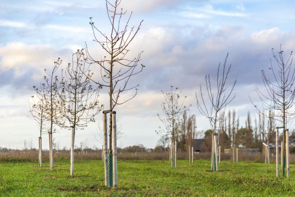 Tree Installation Service in Cheyenne