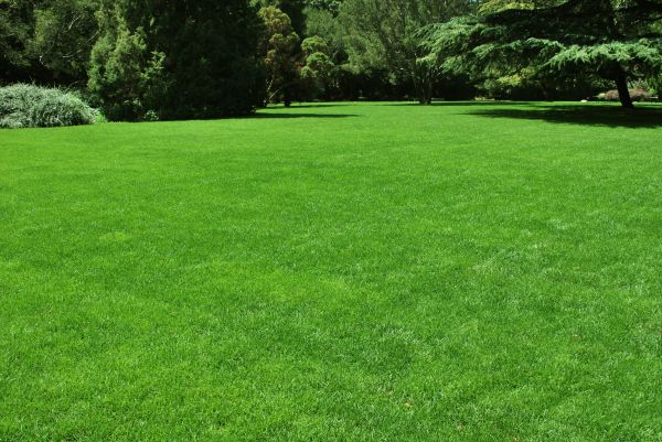 Lawn Landscaping in Cheyenne