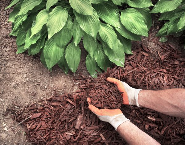 Shredded Mulch Service in Cheyenne