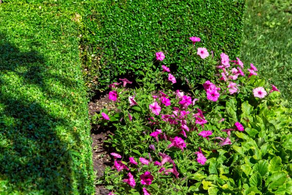 Softscaping Service in Cheyenne