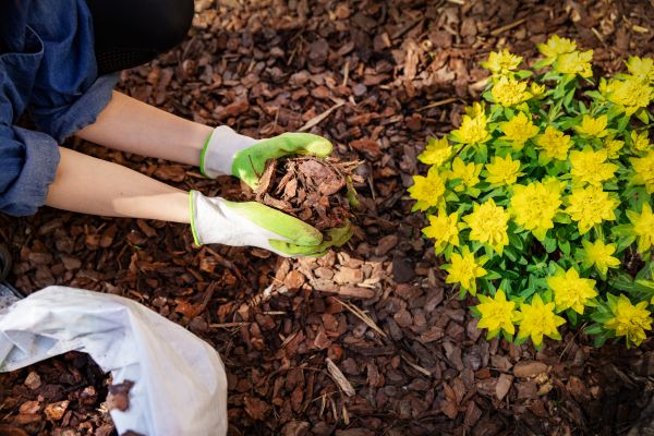 Pine Bark Mulch Installation in Cheyenne