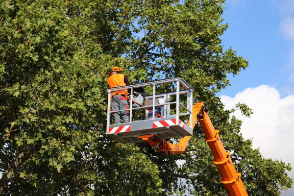 Tree Care Service