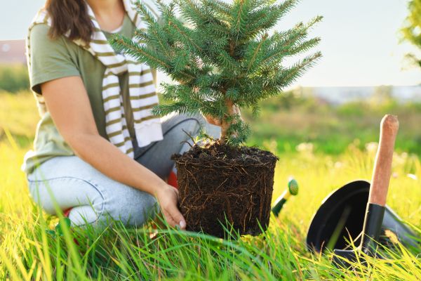 Spruce Tree Planting in Cheyenne