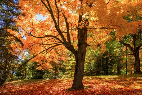Maple Tree Planting in Cheyenne
