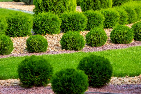 Bush Installation in Cheyenne