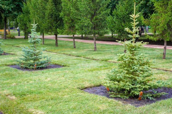 Privacy Trees Planting in Cheyenne