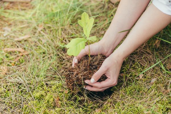 Oak Tree Planting in Cheyenne