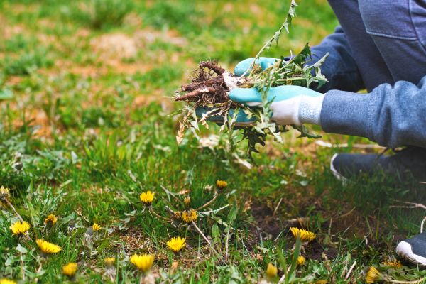 Flower Bed Clearing in Cheyenne