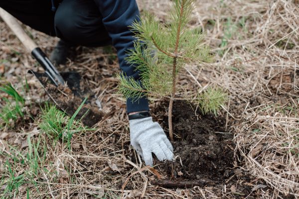 Pine Tree Planting in Cheyenne