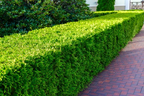 Hedge Installation in Cheyenne