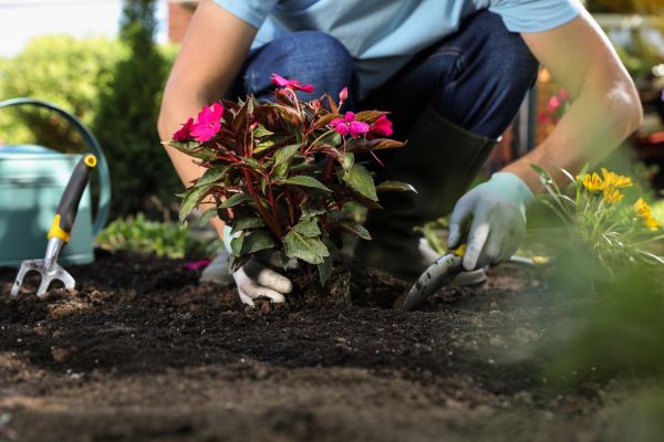 Plant Replacement in Cheyenne