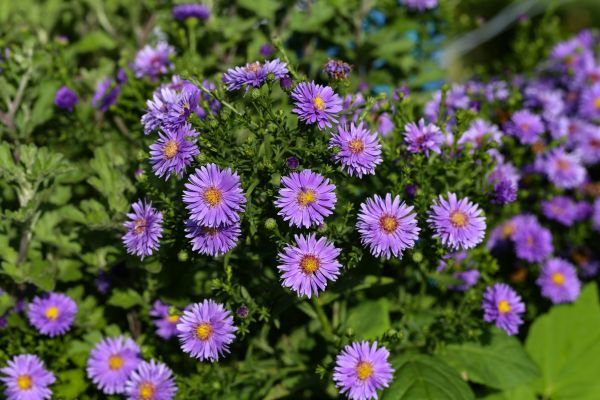 Perennial Flower Planting in Cheyenne