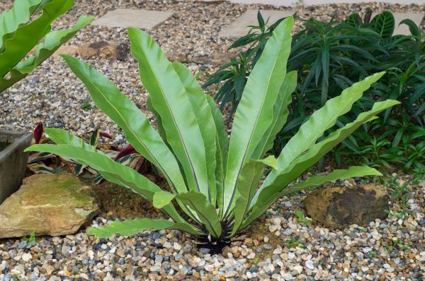 Pea Gravel Installation in Cheyenne