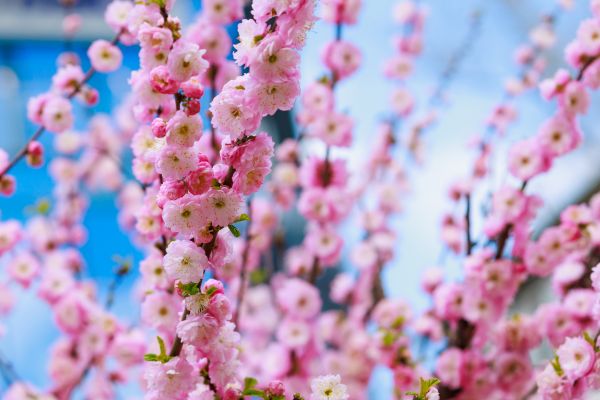 Japanese Cherry Tree Planting in Cheyenne