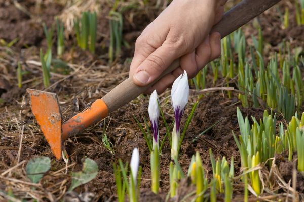 Flower Garden Weeding in Cheyenne