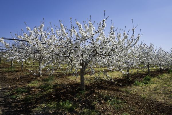Orchard Planting in Cheyenne