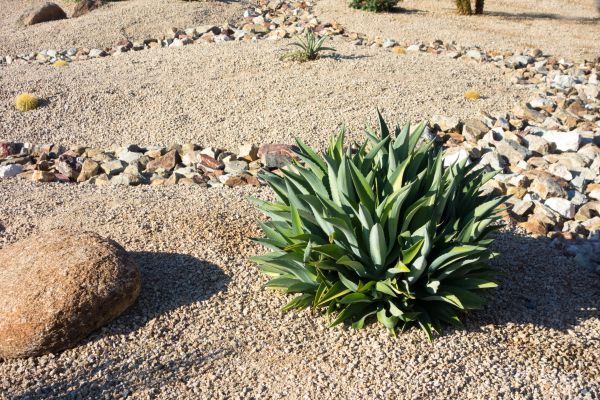 Xeriscaping Service in Cheyenne