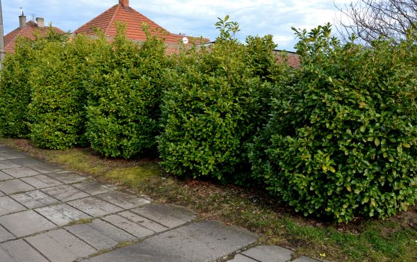 Privacy Shrub Installation in Cheyenne