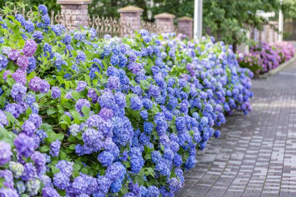 Hydrangea Landscaping in Cheyenne