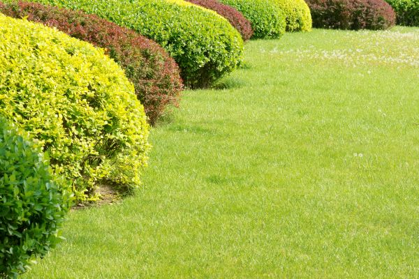 Shrubbery Planting in Cheyenne