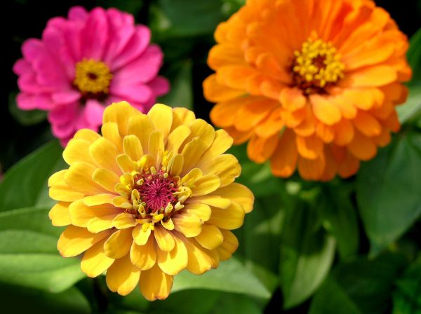 Zinnia Planting in Cheyenne