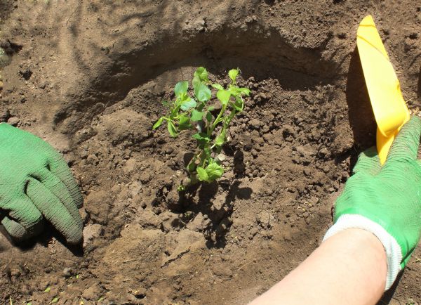 Rose Bush Planting in Cheyenne