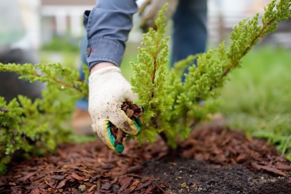 Church Mulching in Cheyenne