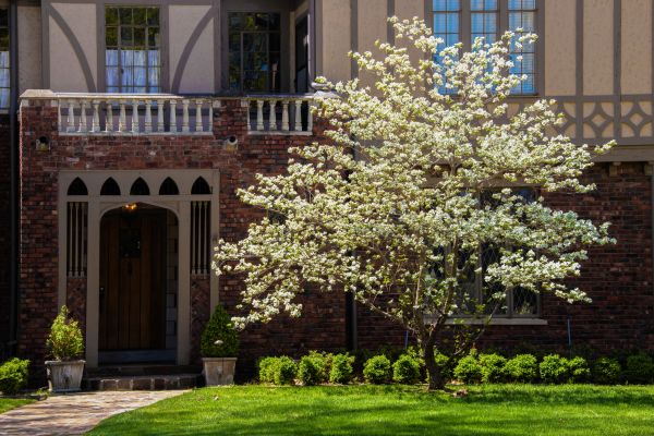 Dogwood Tree Planting in Cheyenne